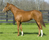 Horse Racing Partnerships